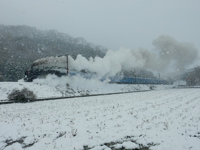 梅小路運転区 C56 160 の写真 鉄道写真投稿サイトTrainDirectory