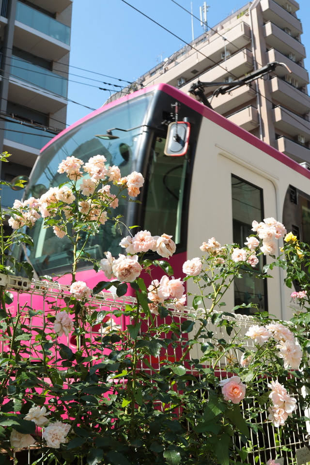 都営8800形8803の写真