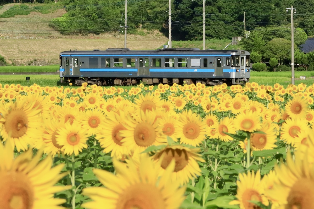 JR四国 高知運転所 1000形 1010