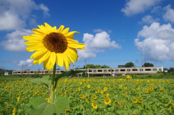 JR東日本 幕張車両センター本区 209系 