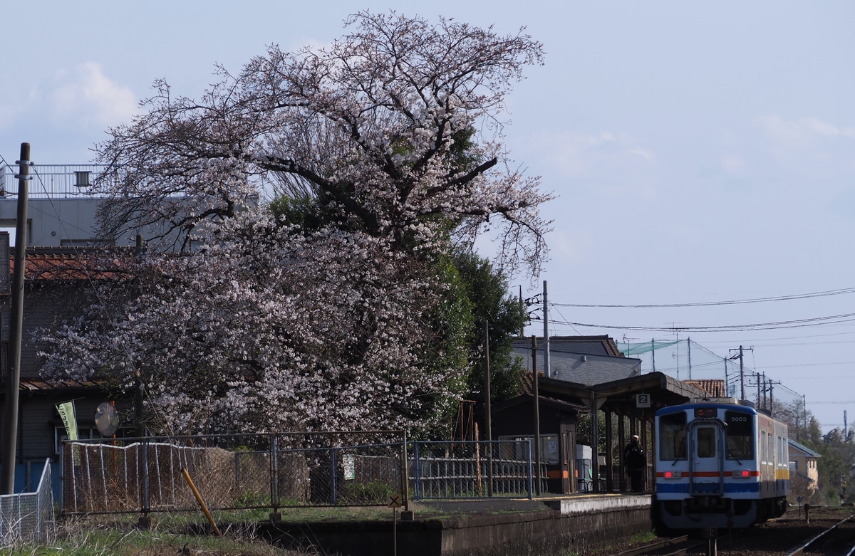 関東鉄道 水海道車両基地 キハ5000形 キハ5003