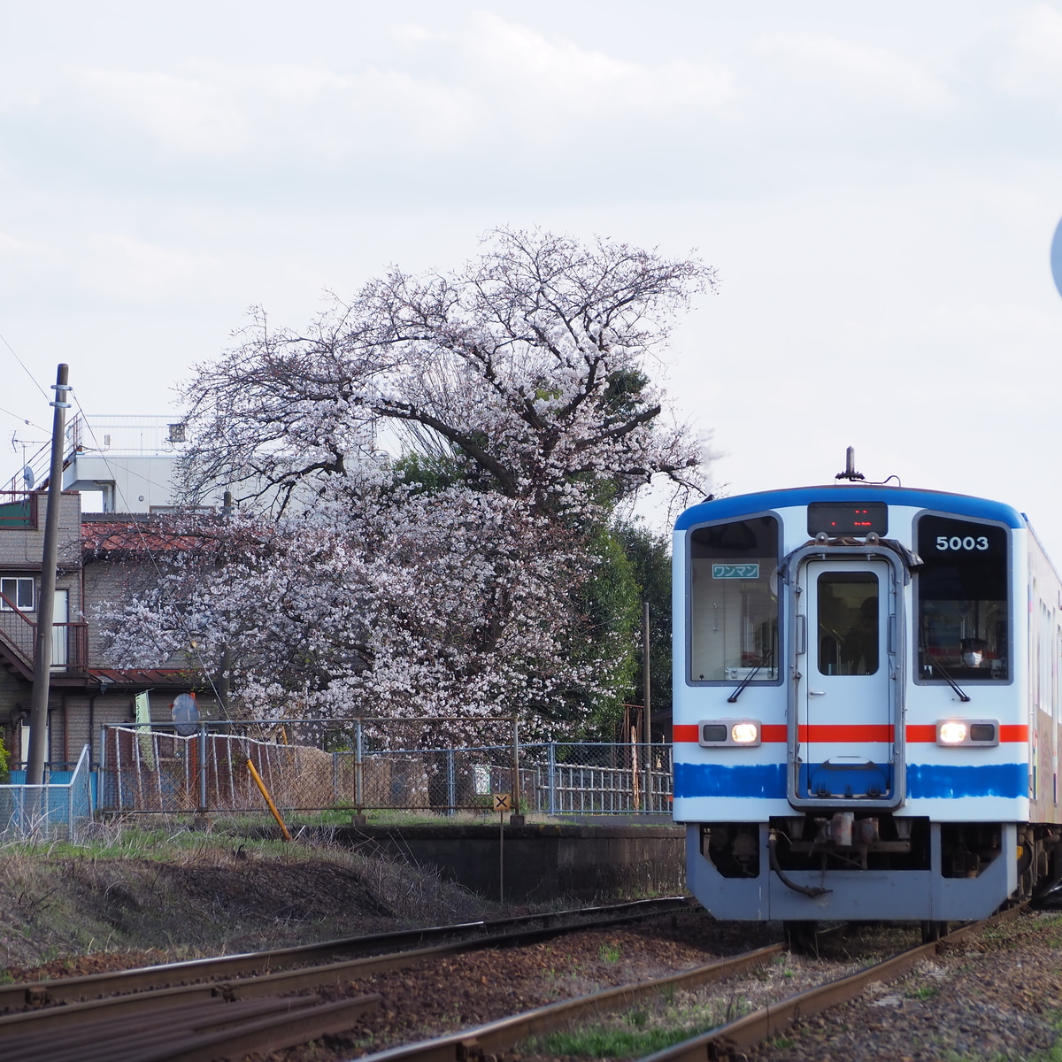 関東鉄道 水海道車両基地 キハ5000形 キハ5003