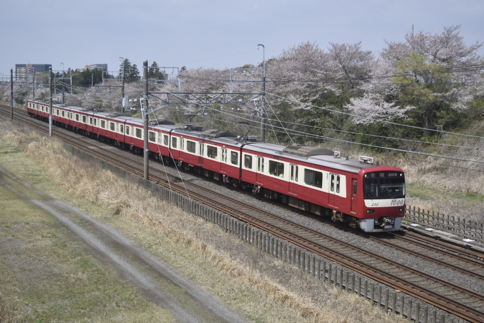 京急＊＊ 路地裏の超特急”桜並木を往く～ 京浜急行 2100形 快特 三崎口